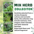 Set 4 Fresh Herb Plants, Fragrant Culinary Herb Collection 3-6 Inch Kitchen and Garden, Assorted Varieties, Bare Root