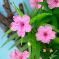 4 Mexican Petunia Live Plants 4–7 Inches Tall, Mexican Petunia Flowering Plants for Borders, Beds or Landscape (Pink)