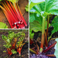 Large Rhubarb Roots, Red Rhubarb Crowns for Planting, Fast Growing Annual