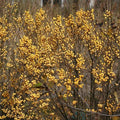 Gold Winterberry Holly Plant in 4 Inch Pot Yellow Gold Winter Berry Starter Plant