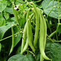 Bean Plant Live 4 Inch Pot, Starter Bean Plant for Garden, Compact Vegetable Plant for Raised Beds, Patio Containers or Outdoor Growing, 3-6 Inches (Black Bean)