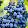 Grape Plant Live Potted, Fruit Vine Starter Plant 5-8 Inches, Hardy Climbing Seedless Grape Vine for Backyard Garden or Trellis (Purple Blue)