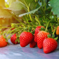 Set 10 Strawberry Bare Roots, Strawberry Plant Live, 5 to 7 Inc Tall, Fruit Garden (Red)