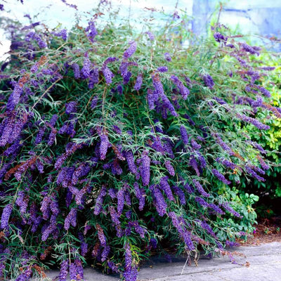 Potted Butterfly Bush Live Plant, 5-9" in Tall, Cold Hardy, Spring Outdoor PlantingBlooms Summer to Fall, Dormant in Winter (Blue Purple Buddleia Plant)