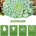 Easy Care Aeonium Plant Live 4” Pot, Rare Succulents Plants Live, Well Rooted, Easy Care House Plants (Green with White)