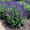 Blue Salvia Plant, Live Sage Plant in Quart Pot, Perennial Herb Plants for Outdoor Indoor Growing