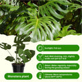 Monstera Plant Live, Monstera Fully Rooted 4-7'' Tall, No Pot, Easy-Care, Fast-Growing Indoor Houseplant (Deliciosa Swiss Cheese)