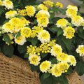 2 Yellow Lantana Plants Live Trees, Ready to Bloom, Hardy Long Blooming Seasons, Vibrant Colorful Perennial Fragrant, 5-10" in Tall, Full Sun Growing