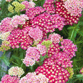 Yarrow Plant, Deep Rose Yarrow Plants Live, 5 to 7 Inc Tall Garden Indoor Outdoor