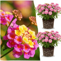 2 Light Pink Lantana Plants Live Trees, Ready to Bloom, Hardy Long Blooming Seasons, Vibrant Colorful Perennial Fragrant, 5-10" in Tall, Full Sun Growing
