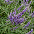 Blue Chaste Vitex Plant Live, Vitex Shrub Live Potted Plant 1-2 Feet Tall