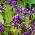 Beautyberry Tree Live Plant, Live Purple Beauty Berry Shrub in 4'' Pot, Outdoor Purple Berry Landscape Plant