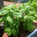 12 Sweet Basil Plants Live, 4 Inc Pot, Basil Herb Live Plant Garden