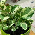 Live Pothos Plant, Pothos Indoor Plant 4 Inch Pot, Plant Live Pothos, Pothos Vine Plant