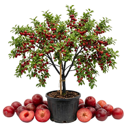 Cherry Plum Live Plant, 2-3 Ft Tall
