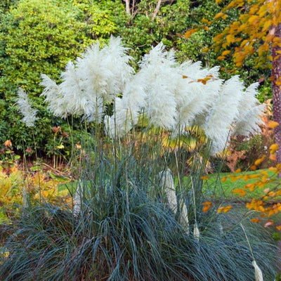 Pampas Grass Plant Live in 2.5" Pot, Ornamental Grass Live Plant for Planting Indoor Outdoor (White Pampas Grass)
