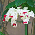 4 Bleeding Heart Plant Live 4–6 Inches, Shade Loving Perennial Flowers for Garden Beds, Borders or Landscape (White Red)