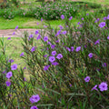 Purple Mexican Petunia Plant Live in 4" Pot, Petunias Live Plants from 3 to 5 Inches Tall, Perennial and Vibrant Flowers for Indoor Outdoor Planting