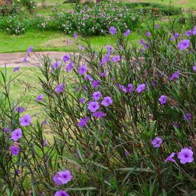 Purple Mexican Petunia Plant Live in 4" Pot, Petunias Live Plants from 3 to 5 Inches Tall, Perennial and Vibrant Flowers for Indoor Outdoor Planting