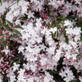 Pink American Jasmine Flower Plant Live, 5–10 Inches Tall, Fragrant Fast-Growing Blooming Jasmine Live Plant in 4 Inch Pot for Outdoor Growing