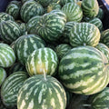 3-5 Inch Tall Sweet Red Watermelon Live Plant