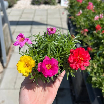 4 Assorted Portulaca Live Plants, Moss Rose Portulaca Plants 4-8'' Tall, Rare Flower for Outdoor Garden, Containers or Patio