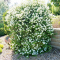 House Plant Mock Orange Bush Philadelphus, Fragrant Mock Orange Blossom Bush Shrub Live Plant Tree in Pot Ready to Plant, 5-9 Inc Tall