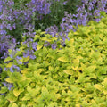 Golden Oregano Live Plant 3" Pot, Golden Oregano Leaf Plant, Fragrant Herb Seedlings Grow Indoor Outdoor