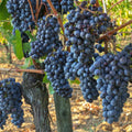 Purple Seedless Grape Vine, Hardy Grape Plant Live, 1-2 Years Old for Home Gardens, Trellises