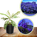 8-10" Blue Jacaranda Tree Live Plant Seedling Well Rooted in Pot, Jacaranda Mimosifolia Plants for Outdoor Planting, 8 to 10 Inc Tall from Bottom Pot