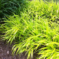 Japanese Forest Grass Plant, Gold Grass Plant Live Perennial, 4 to 6 Inches
