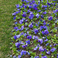 Light Blue African Violets Live Plants in Pots, Live African Violet Plants House Plant for Indoor Outdoor Décor, 4" Pot, Well-Rooted and Year-Round Blooming