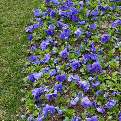 Light Blue African Violets Live Plants in Pots, Live African Violet Plants House Plant for Indoor Outdoor Décor, 4" Pot, Well-Rooted and Year-Round Blooming