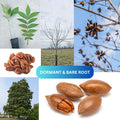 Pecan Tree Live Plant, Outdoor Garden Nut Tree, 1-1.5 Ft Tall