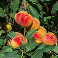 Grafted Peach Tree Live Plant, Well Rooted Peach Plant 1 Feet Tall for Planting Outdoor, Dormant, Ready to Bear Fruit Within 1-2 Years (Elberta)