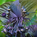 2 Black Bat Flower Tacca Chantrieri Plants Live for Growing, in 2 Inch Pot, Black Orchid Bat Flowers Ready to Grow