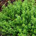Pack of 2 Thyme Plants Live, Green Thyme Live Plant, Edible and Fragrant Herb, 5 to 7 Inches Tall, Ideal for Garden and Container