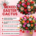 Random Easter Cactus Live Plant, Hardy Perennial Easter Cactus, Vibrant Blooming Spring Cactus, Indoor Houseplant, Flowering Holiday Cactus, 4–6 Inch Tall