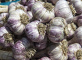 Chesnok Red Garlic Bulbs for Planting Outdoors, Heirloom 0.5 Pound, 4-5 Jumbo Bulbs Heirloom Mild Fragrant Garlic Bulb Tuber