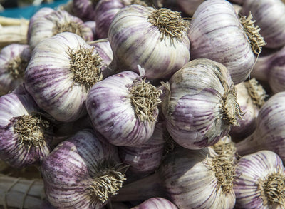 Chesnok Red Garlic Bulbs for Planting Outdoors, Heirloom 0.5 Pound, 4-5 Jumbo Bulbs Heirloom Mild Fragrant Garlic Bulb Tuber