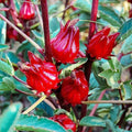 Roselle Hibiscus Sabdariffa Plant Live, Red Roselle Hibiscus Live Plant, Jamaican Sorrel 4-8 Inch Tall, in Pot, 2 Plants Per Pot