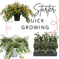 Random Lipstick Plans Live Houseplants in Pot, Aeschynanthus Red Flower Vine Décor Office, Desk Indoor Outdoor Growing