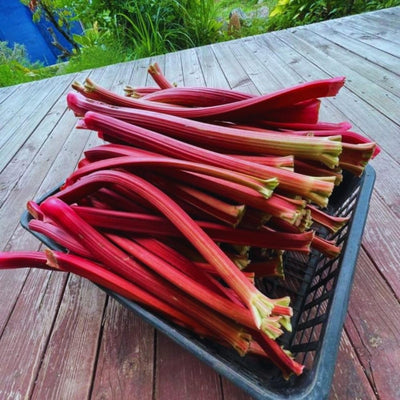 Rhubarb Plant for Planting, Rhubarb Live Plant Roots Crown, 4 to 6 Inc in Height, Perennial Vegetable Bare Root