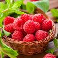 Raspberry Plant Live 6 to 12 Inch Tall, Sweet Raspberry Bush Live Plant Well Rooted Zone 3 to 8 (Red Raspberry)