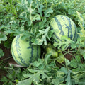 Red Watermelon Live Plant Seedling for Outdoor Garden and Home Growing, Fresh Watermelon Plant 3-6 Inch Tall, Fruit Plant in Pot