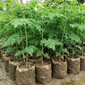 02 Malunggay Moringa Trees Plants Live for Outdoor Growing, Zones 9-11, Size 5-7" in Tall Starter Plant