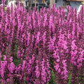 Pink Rose Sage Live Plant, Salvia Plant Live Herb for Grow Indoors Outdoor in 3 Inch Pot