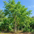 Moringa Oleifera Plant, Moringa Tree Live in Pot, 4-8 Inches Tall