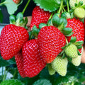 Pack 10 Sweet Juicy Strawberry Plants Live for Planting Outdoors, 3 to 4 Inch Tall, Well Rooted Strawberry Plants