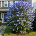 Light Blue Butterfly Bush Live Shrub Plant Shrub, Buddleia Bush Well Rooted, 5 to 10 Inc Tall